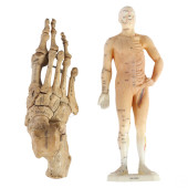CHINESE ACUPUNCTURE MODEL & SC
