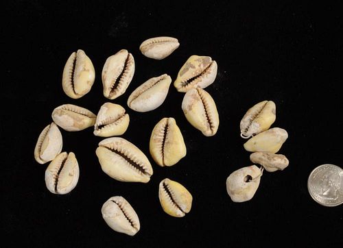 CHINESE EARLY COWRIE SHELL