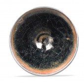 CHINESE JIAN WARE HARE'S FUR C