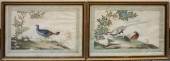 CHINESE SCHOOL, PHEASANTS, TWO