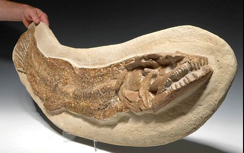 CHOICE FOSSILIZED CALAMOPLEURUS