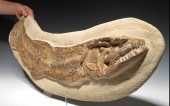 CHOICE FOSSILIZED CALAMOPLEURU
