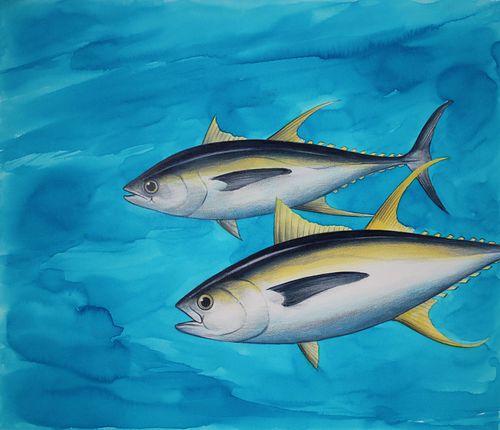 CHRIS CALLE (B 1961) "YELLOW-FIN