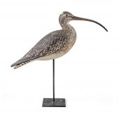 CHRISTO EARNEST LONG-BILLED CU