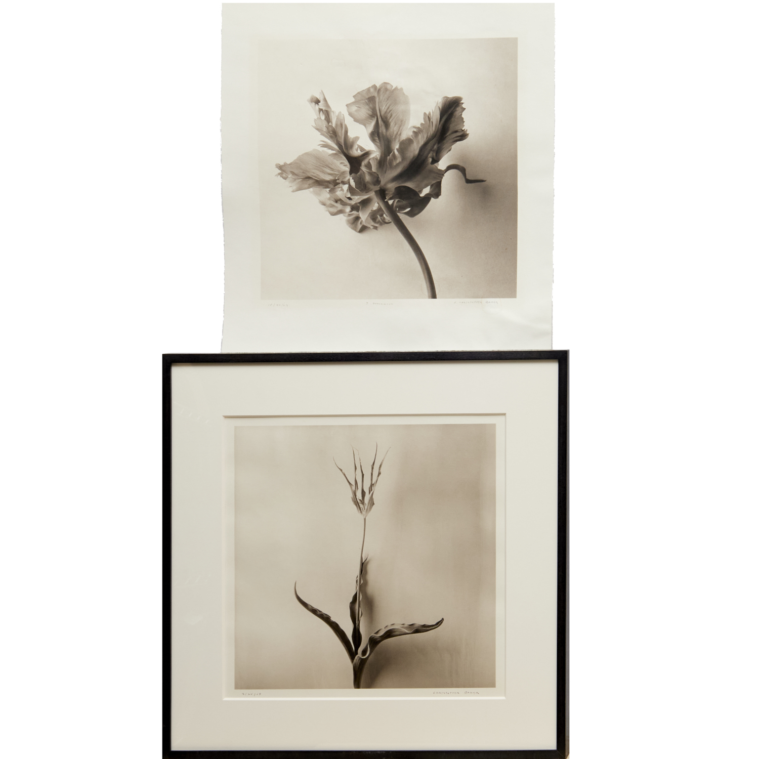 CHRISTOPHER BAKER, (2) BOTANICAL