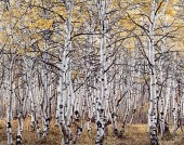 CHRISTOPHER BURKETT (AMERICAN
