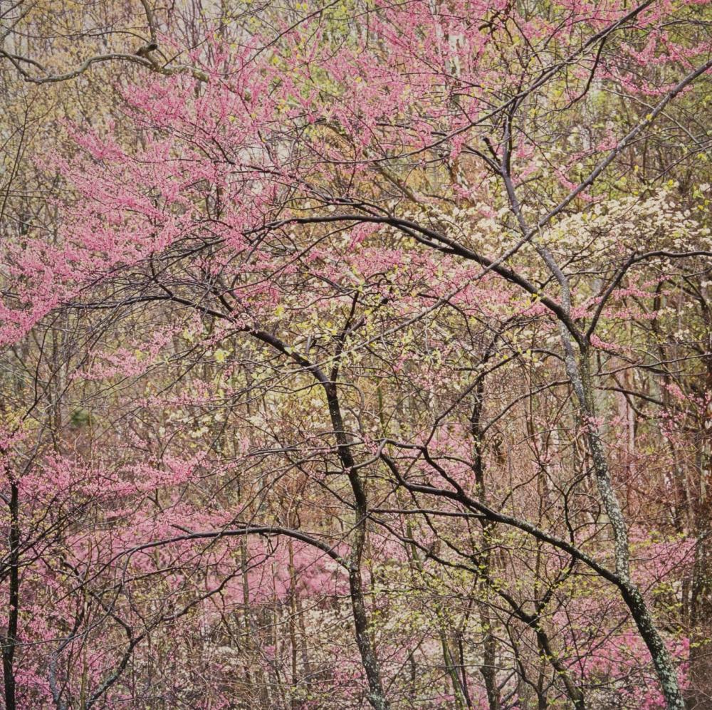 CHRISTOPHER BURKETT PHOTOGRAPHIC
