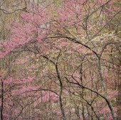 CHRISTOPHER BURKETT PHOTOGRAPH