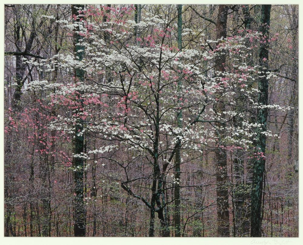 CHRISTOPHER BURKETT, PINK AND WHITE