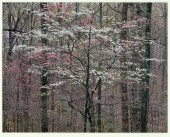 CHRISTOPHER BURKETT, PINK AND