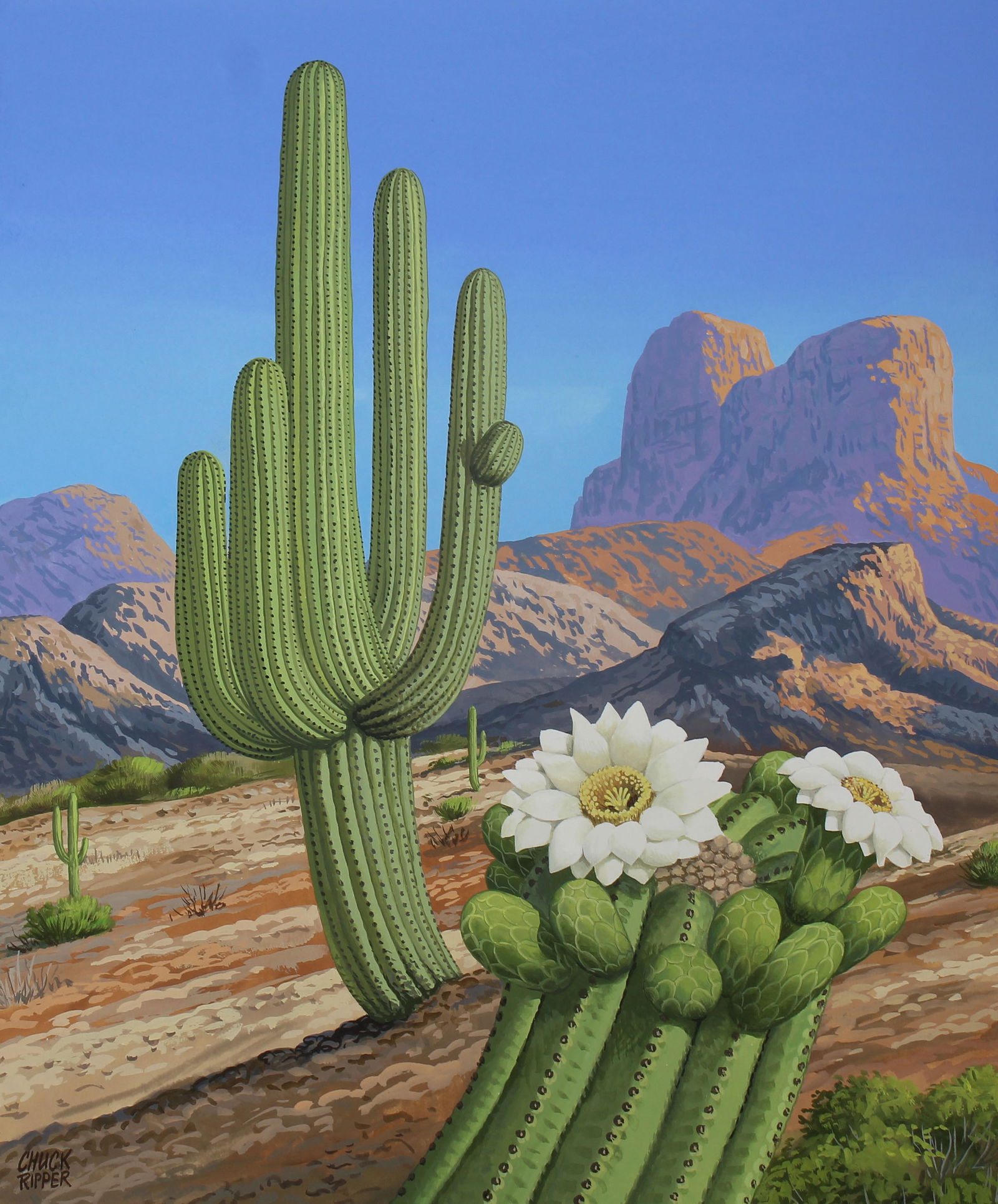 CHUCK RIPPER (B. 1929) "CARNEGIEA