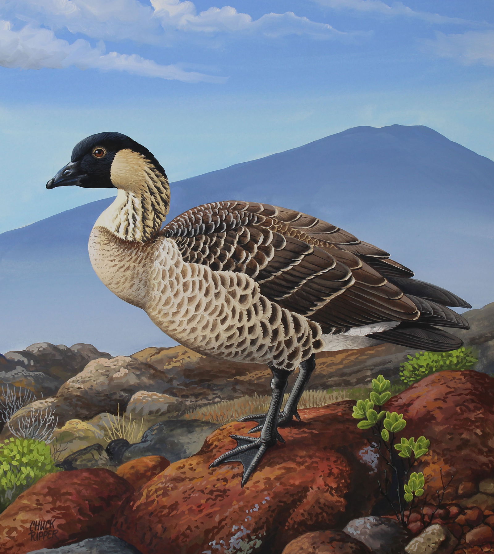 CHUCK RIPPER (B. 1929) "HAWAIIAN