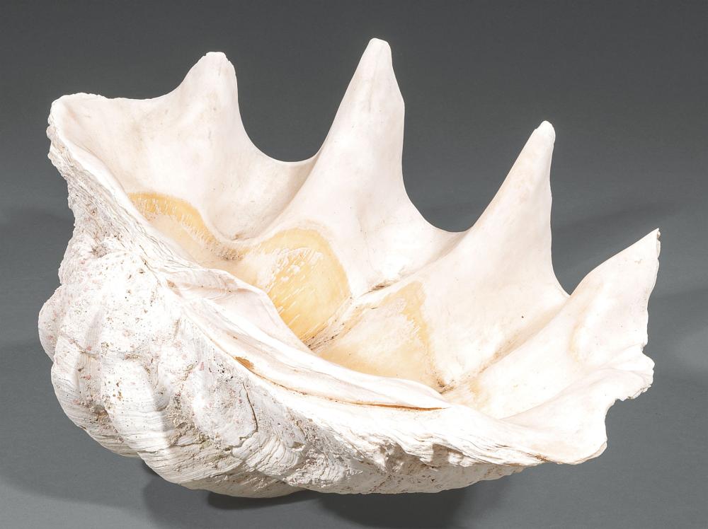 CLAM SHELLLarge Clam Shell,