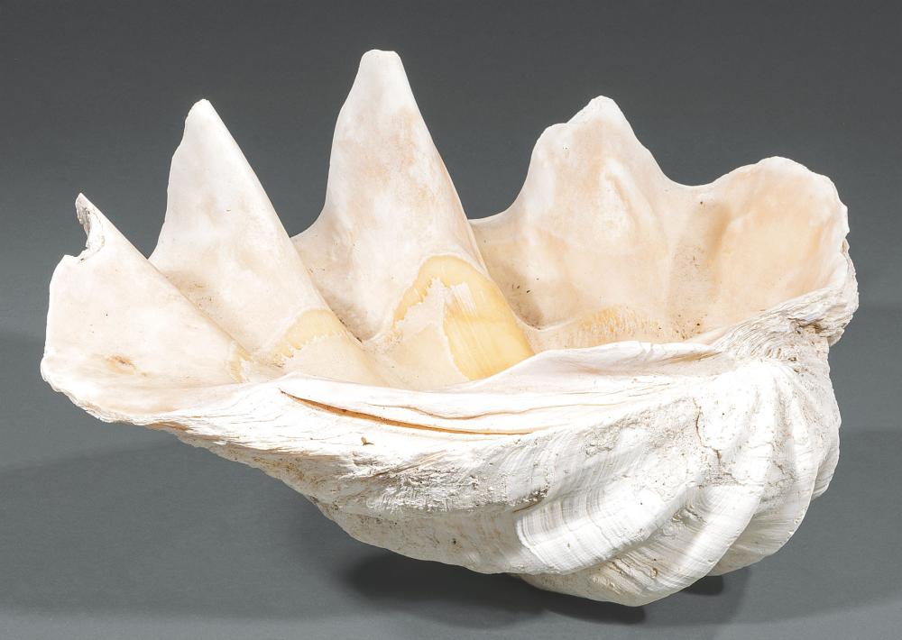 CLAM SHELLLarge Clam Shell,