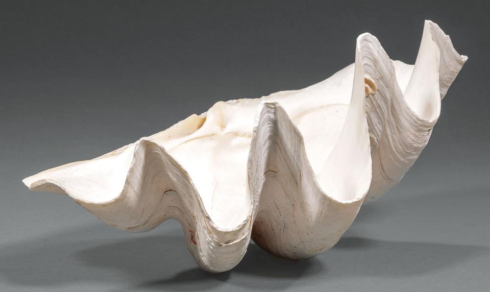 CLAM SHELLSmall Clam Shell,