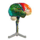 CLAY-ADAMS HUMAN BRAIN MODEL,