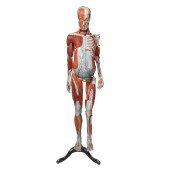 CLAY-ADAMS LIFE-SIZE HUMAN ANA