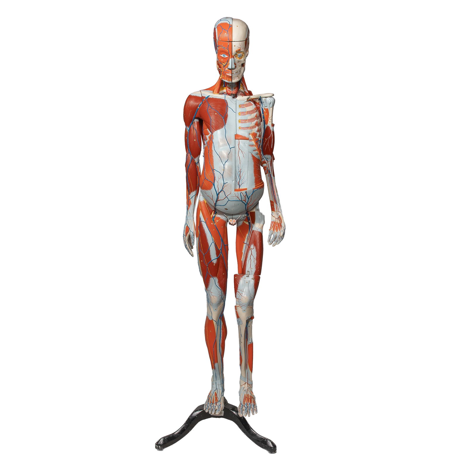CLAY-ADAMS LIFE-SIZE HUMAN