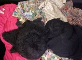Clothing: Edwardian lace jacke