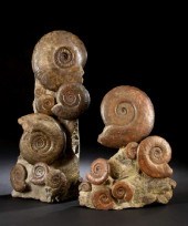 Cluster of Ammonite Fossils in