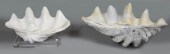 COASTAL GIANT WHITE CLAM SHELL