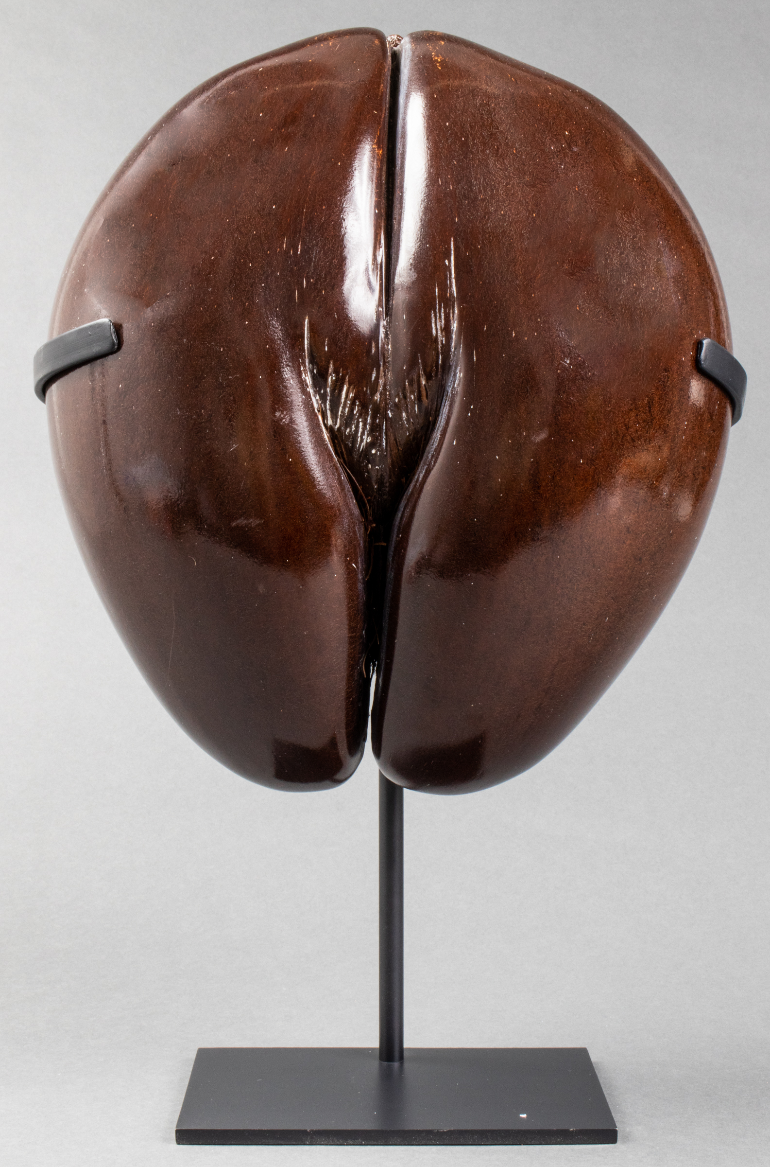 COCO DE MER (LODOICEA MALDIVICA)
