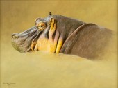 COLIN CHANDLER (1955- ), HIPPO
