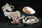 COLLECTION 14 SHELLS AND MARIN