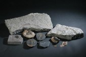 COLLECTION NINE TRILOBITE FOSS