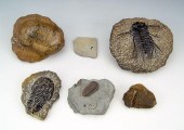 COLLECTION OF 6 FOSSIL TRILOBI