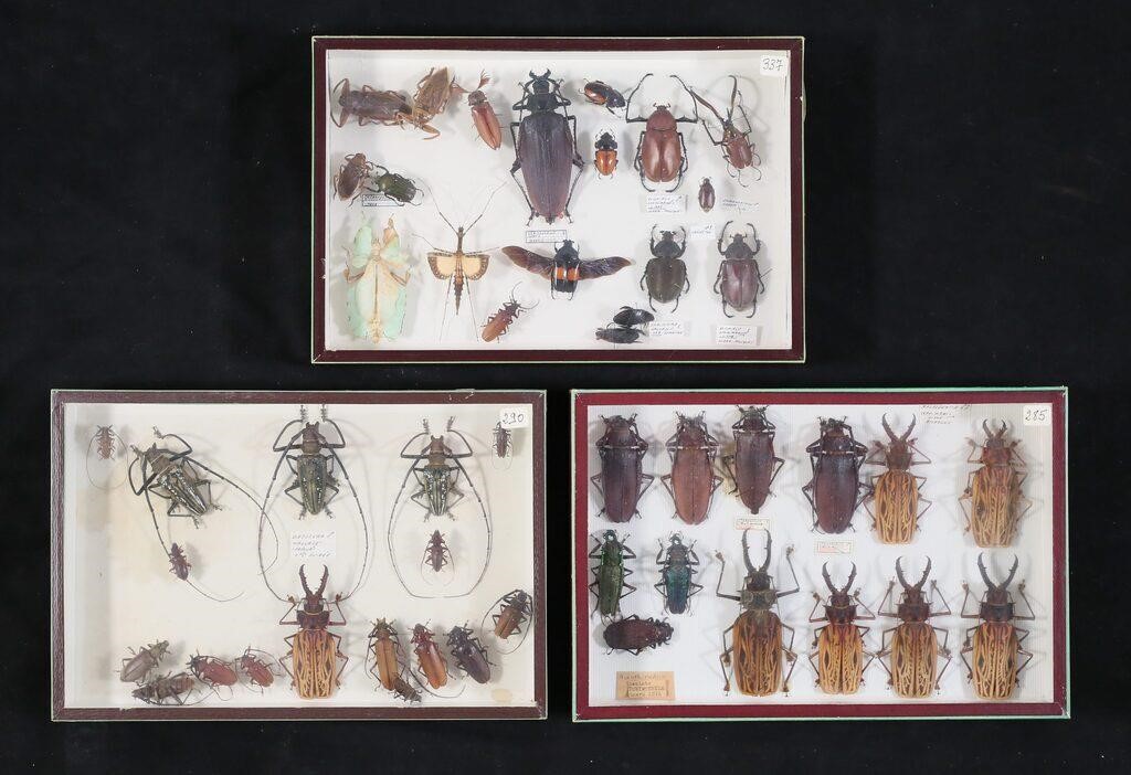 COLLECTION OF BEETLE & OTHER INSECT