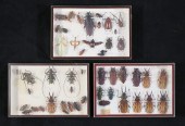 COLLECTION OF BEETLE & OTHER I