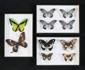 COLLECTION OF BUTTERFLY SPECIM
