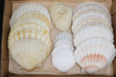 COLLECTION OF CLAM SHELLS, 2.5