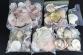 COLLECTION OF CLAM SHELLS<br>C