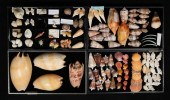 COLLECTION OF CONE COWRIE CONC