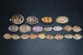 COLLECTION OF COWRIE SHELLS, A
