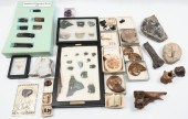 COLLECTION OF DINOSAUR BONES,