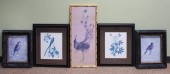 COLLECTION OF FIVE ORNITHOLOGI