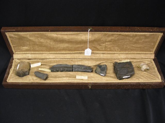 Collection of Fossils includes