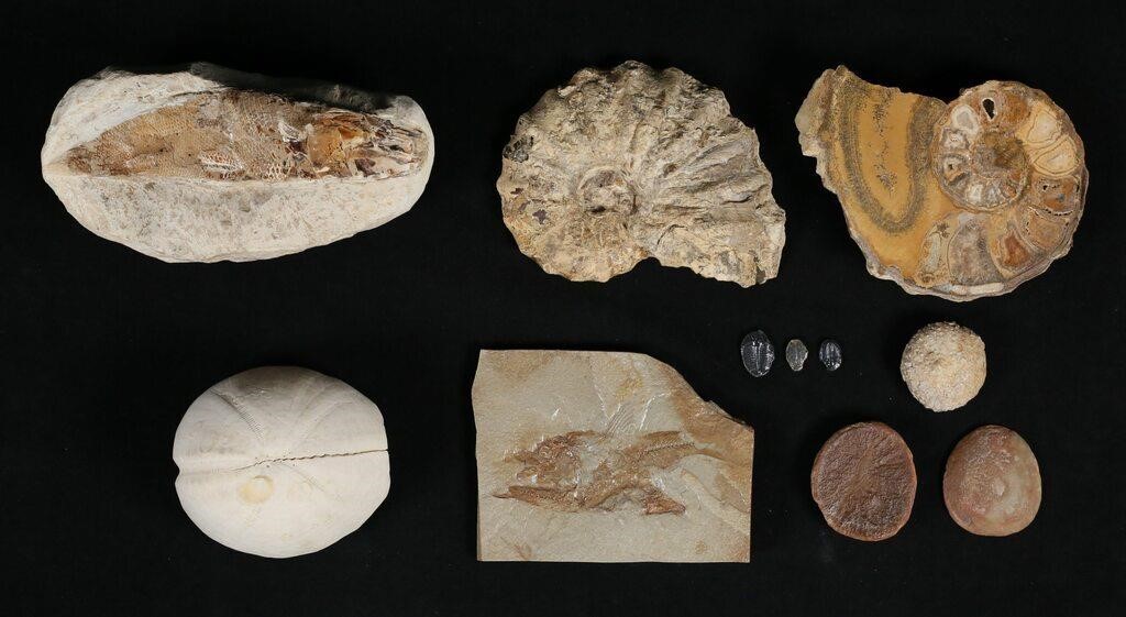 COLLECTION OF FOSSILS TRILOBITE