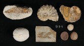COLLECTION OF FOSSILS TRILOBIT