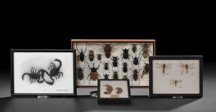 Collection of Four Shadowboxed