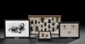Collection of Four Shadowboxed