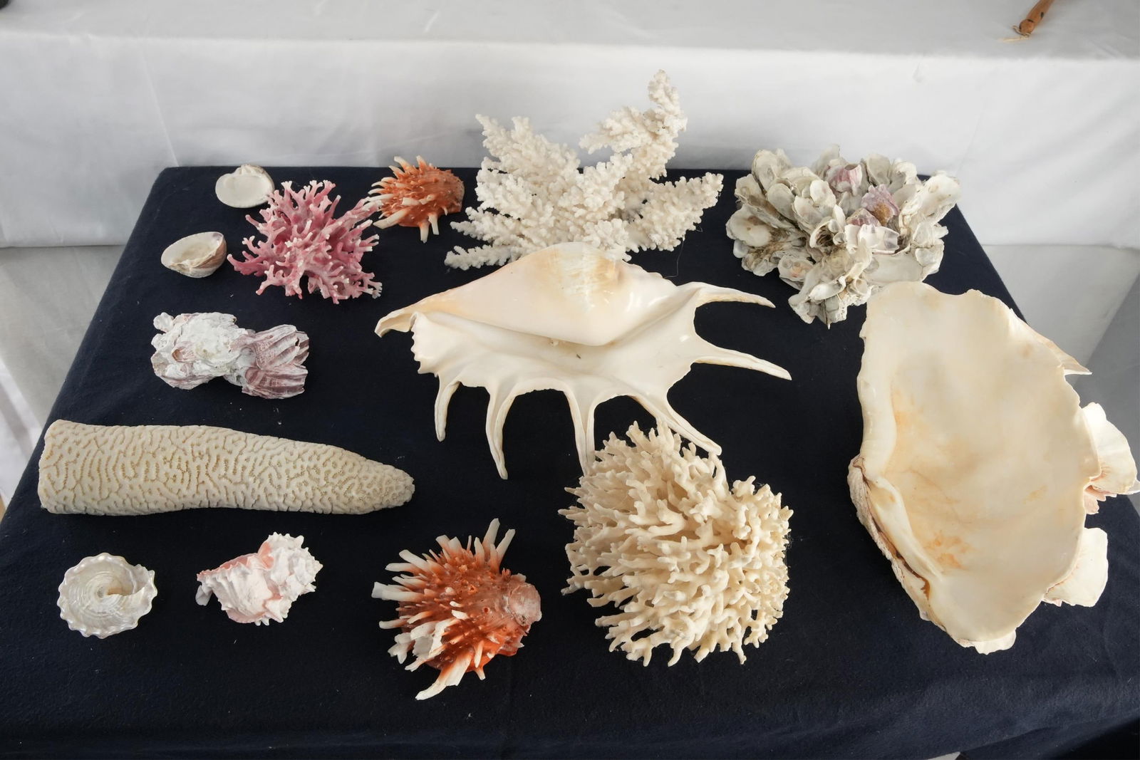COLLECTION OF FOURTEEN
