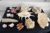 COLLECTION OF FOURTEEN SEA-SHE