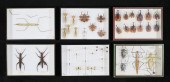 COLLECTION OF INSECT SPECIMENS