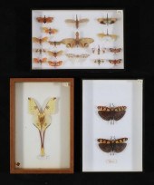 COLLECTION OF MOTH & OTHER INS