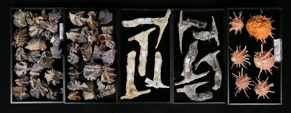 COLLECTION OF OYSTER SEA SHELLS6