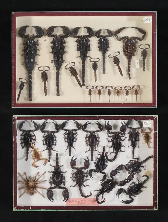 COLLECTION OF SCORPION SPECIMENS2